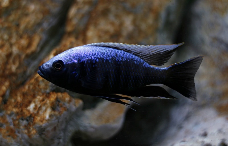 Copadichromis trewavasae 'Msisi'